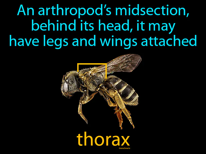 Thorax Definition Thorax Definition
