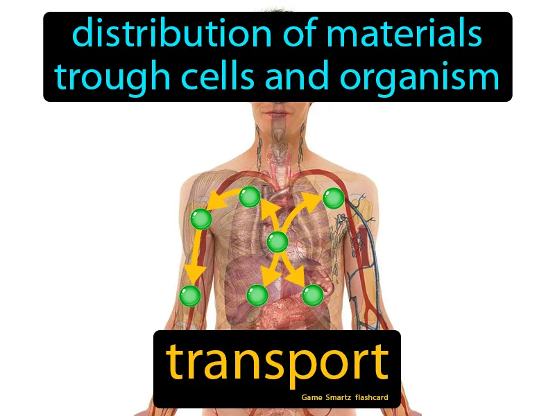 Transport Definition Transport Definition