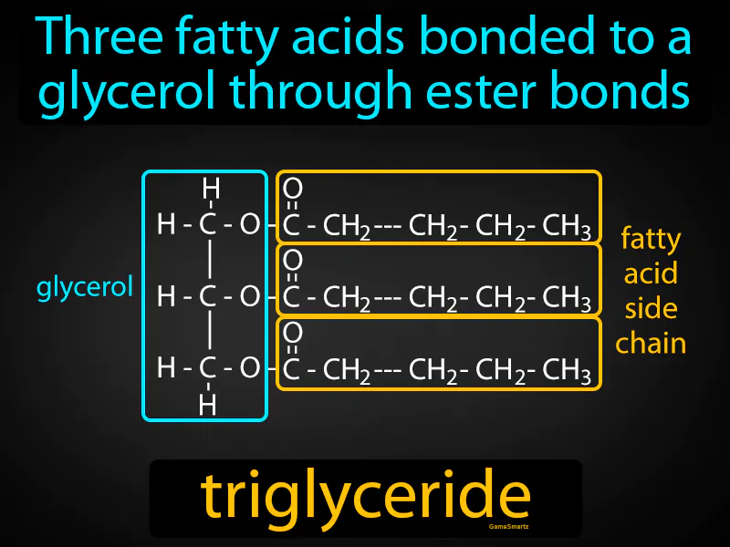 Triglyceride Definition Triglyceride Definition