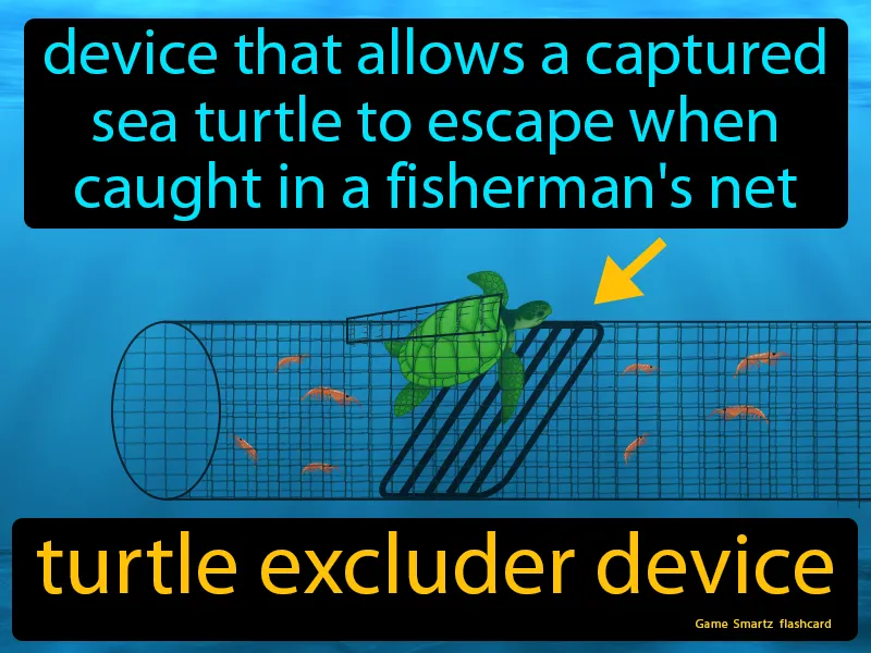 Turtle Excluder Device Definition Turtle Excluder Device Definition
