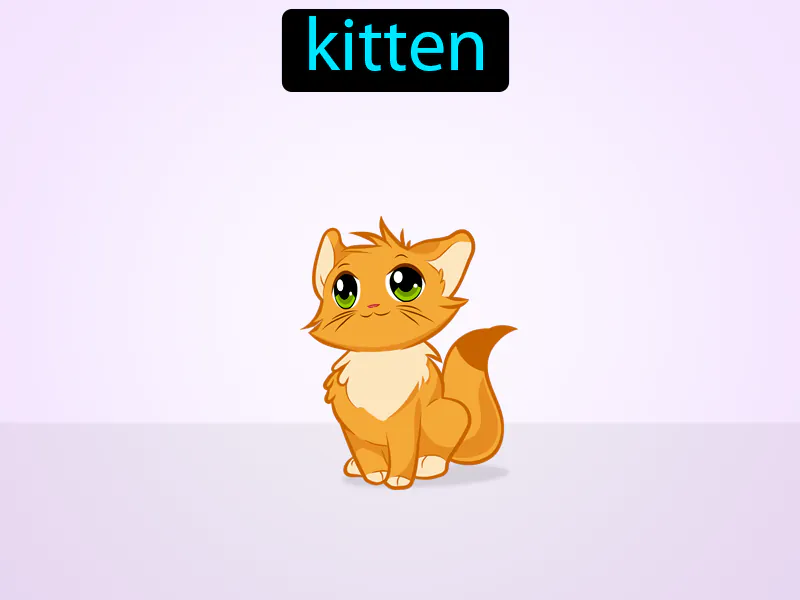 El Gatito Definition